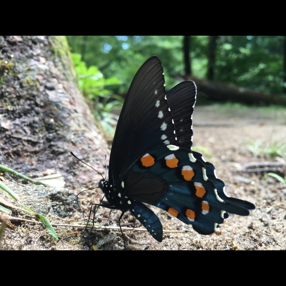 Profile Picture of Dianna Hilka (@chilka) on Poshmark