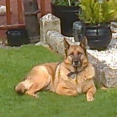 Profile Picture of Maurice Ryan (@mauriceryansnr) on Twitter