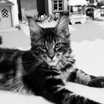 Profile Picture of Daniel Born (@danielborn) on Instagram