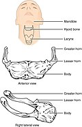 Profile Picture of Hyoid boneon Wikipedia