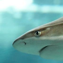 Profile Picture of Daniel Steinhaus (@9dc873cc214b4a6) on Twitter