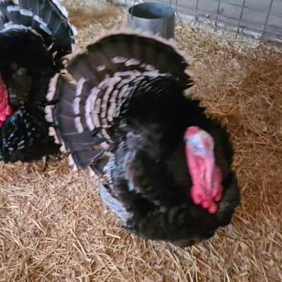 Profile Picture of RonBo (@ronbo325) on Twitter