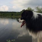 Profile Picture of CLIFF (@cliff.thebordercollie) on Instagram
