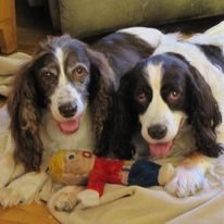 Profile Picture of Roberta's First Shot Is In Her Arm. (@AceandJasper) on Twitter