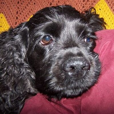 Profile Picture of John MacGillivray (@Jaundaniel) on Twitter