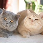 Profile Picture of Floyd & Geronimo (@linumbros) on Instagram