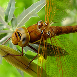 Profile Picture of Angharad (@angharadkj) on Flickr