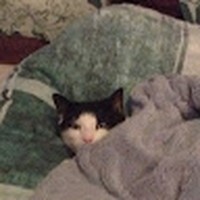 Profile Picture of Kaylen Wallace (@kaylen-wallace-4) on Quora