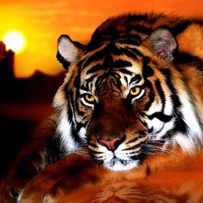 Profile Picture of Ali Albaker (@Ali_albaker1) on Twitter