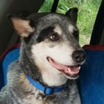 Profile Picture of Jesse Babauta (@jesse_babauta) on Instagram