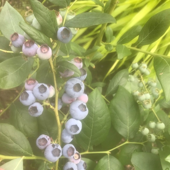 Profile Picture of Diane Foster (@diane1905) on Poshmark