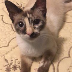 Profile Picture of chelsibailey2 (@chelsi1069) on Tiktok