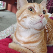 Profile Picture of Jessica Rocio Mantilla Sanchez (@jessicarociomantillasanche5337) on Youtube