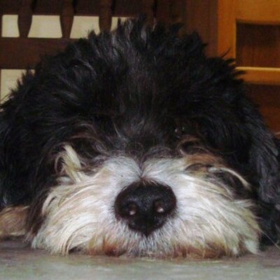 Profile Picture of Pedro Canché Martín (@canche_martin) on Twitter