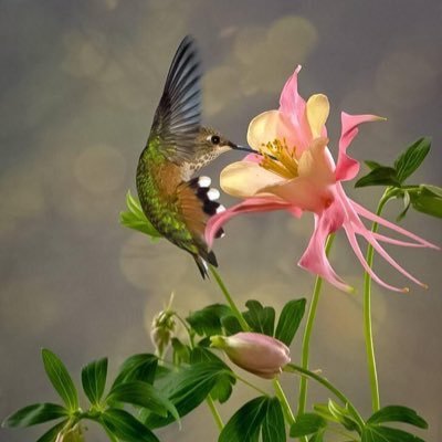 Profile Picture of Sharbel Michael (@MichaelSharbel) on Twitter