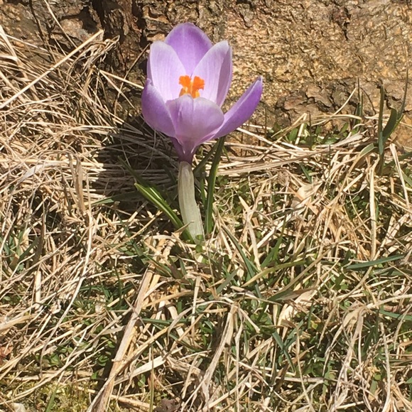 Profile Picture of Joanne Thorne (@joannethorne) on Poshmark