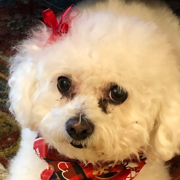 Profile Picture of Cindy Daunhauer (@cindydaunhauer) on Poshmark