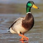 Profile Picture of Mitchell geddes (@sirmitch123645) on Instagram