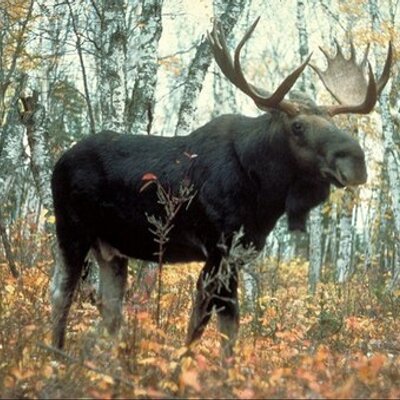 Profile Picture of Stephen Colletti (@C_Callahan711) on Twitter