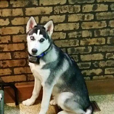 Profile Picture of Dale Swift (@DaleDaleswift1) on Twitter