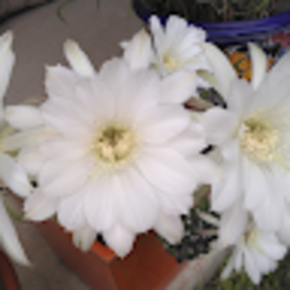 Profile Picture of Victoria Suida (@victoriasuida) on Poshmark