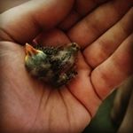 Profile Picture of Chris Balint (@ghstpwr) on Instagram