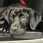 Profile Picture of Steve Lane (@stevedangerlane) on Instagram