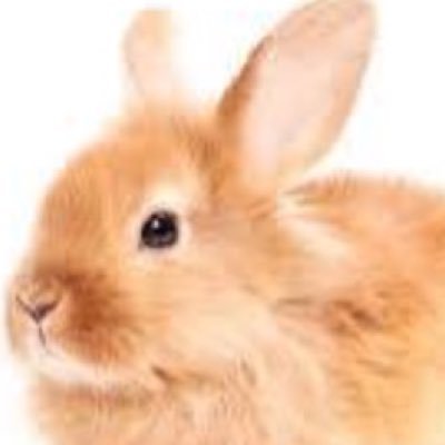 Profile Picture of Bob (@RayneHanash) on Twitter