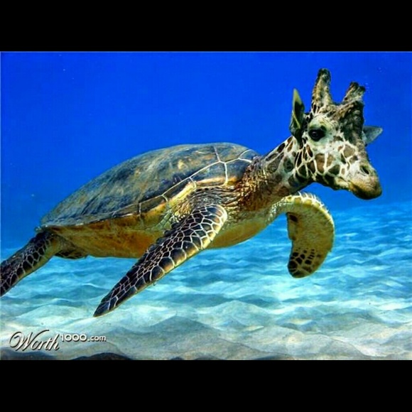 Profile Picture of Alice Hui (@namiradina) on Poshmark