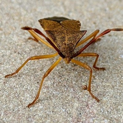 Profile Picture of Sarah Darwin At The Little Cabinet Of Curiosities (@CabinetLittle) on Twitter