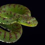 Profile Picture of Jason Herps (@jason.herps.7) on Facebook