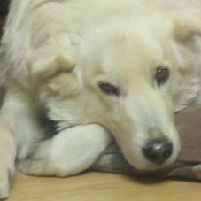 Steve Langfield - Twitter Profile Picture of Steve Langfield (@coloraddad) on Twitter