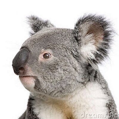 Profile Picture of Collin Schultz (@DaSchultzy1) on Twitter