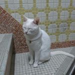 Profile Picture of Josiah Chung (@wai_yinhk) on Instagram