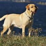 Profile Picture of Walter Bossu (@walter_cainele) on Instagram