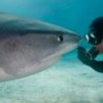 Profile Picture of Shark Wildlife Photo Tours (@jim_abernethy) on Instagram