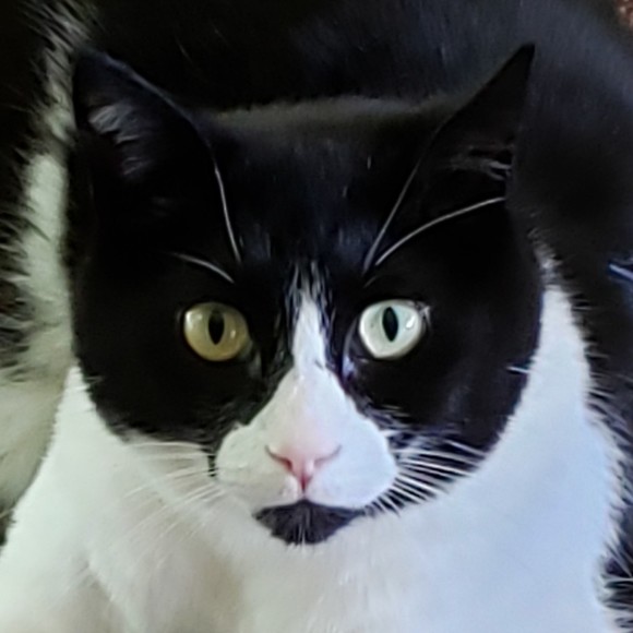 Profile Picture of Milton Luczki (@dralarm) on Poshmark