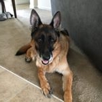 Profile Picture of Wyatt🐾 (@wyatt_the_german_shepard) on Instagram