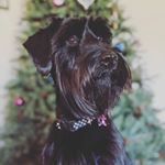 Profile Picture of Lana Forhart (@lana_schnauzer03.19) on Instagram