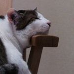 Profile Picture of Asami Kato (@oide) on Pinterest