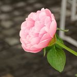 Profile Picture of Lucy Glover Gardens (@lucyglovergardens) on Instagram