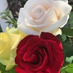 Profile Picture of Bashir Bashir (@bashirbashir911) on Instagram
