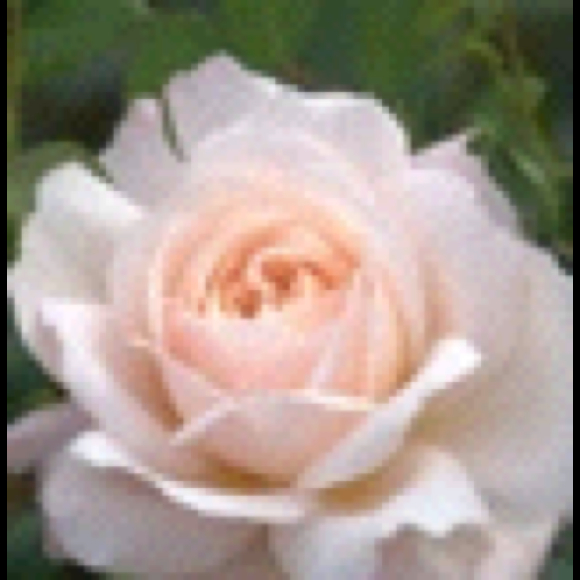 Profile Picture of Kylee Smith (@kyleewalker) on Poshmark