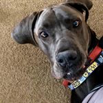 Profile Picture of Buck Boyd (@2buckwild4u) on Instagram