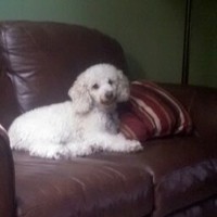 Profile Picture of Rick Chiuchiarelli (@rick-chiuchiarelli) on Quora