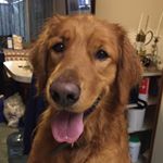 IGOR EMILIANO - Instagram Profile Picture of IGOR EMILIANO (@igor__thegoldendog) on Instagram