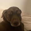 Profile Picture of Scott_schimpff (@schimpff_dad_2dogs) on Tiktok