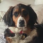 Profile Picture of Charlotte Rose Blaze Craig (@charlie.rose.bernedoodle) on Instagram