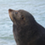Profile Picture of Andy Scott (@fox@lyall) on Flickr