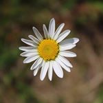 Profile Picture of Lisa Hausdorf (@lisahausdorffotografie) on Instagram